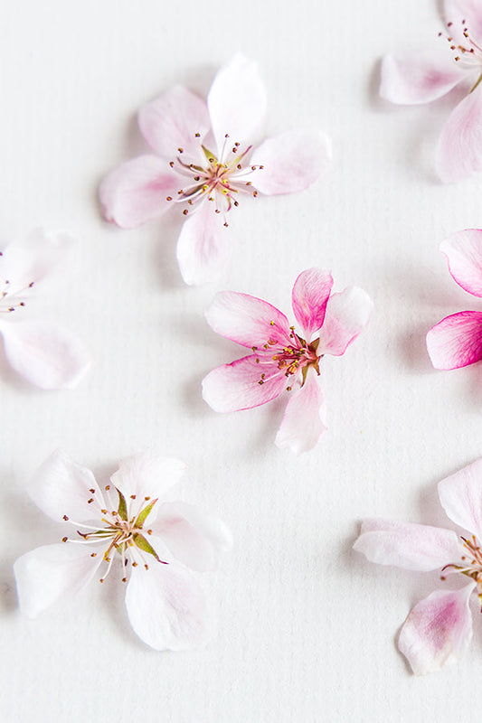 Cherry Blossom 櫻花 (L' Type)