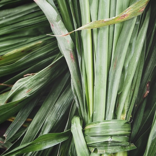 Vetiver (Haiti) 香根草油