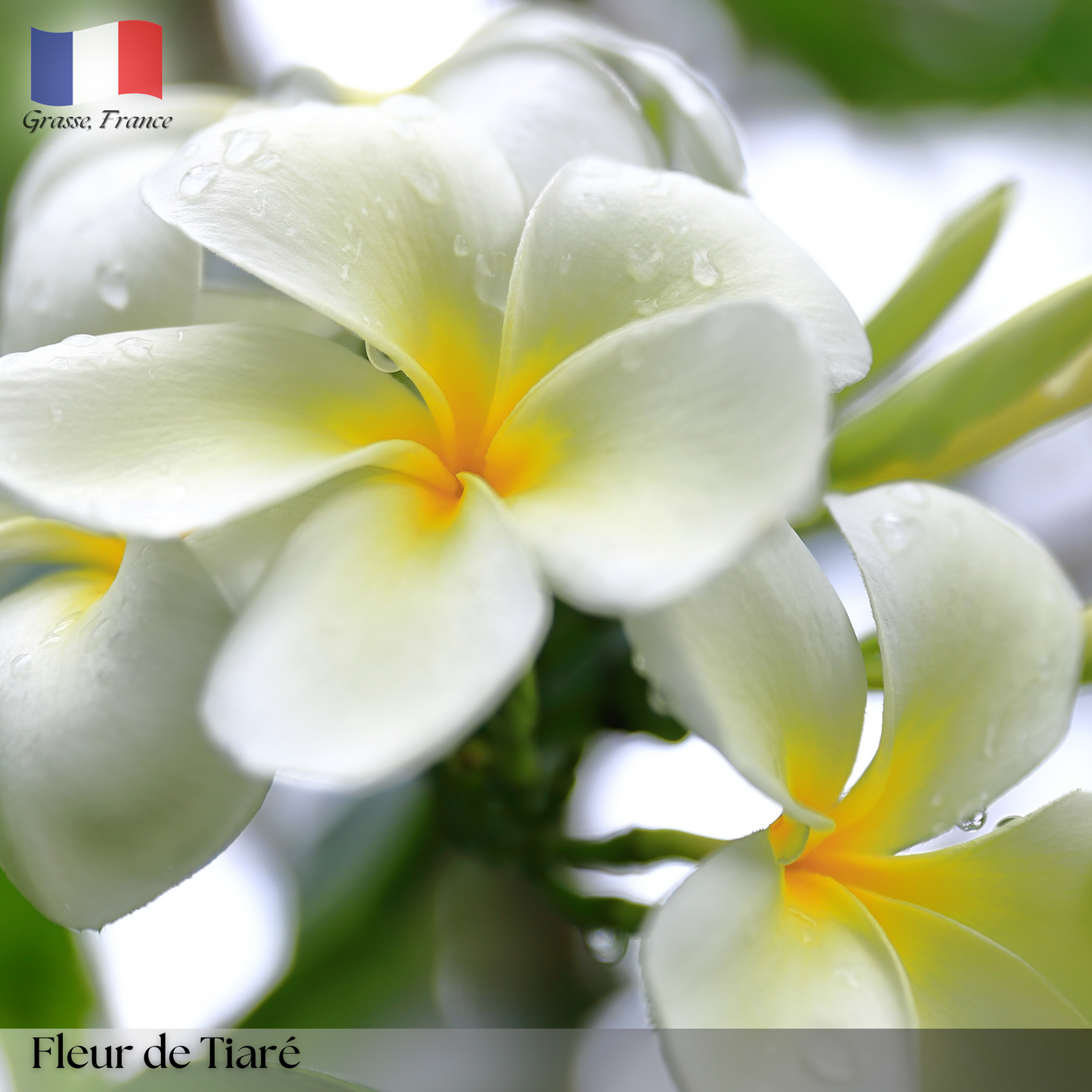 Fleur de Tiaré (Tiare Flower)