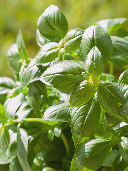 BASIL OIL (Essential Oil) 羅勒油