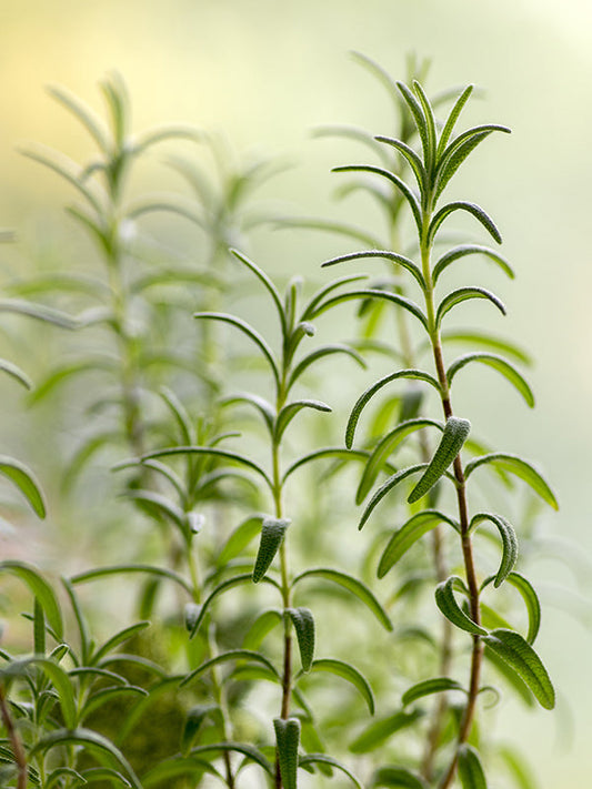 ROSEMARY OIL (Essential Oil) 天然迷迭香精油