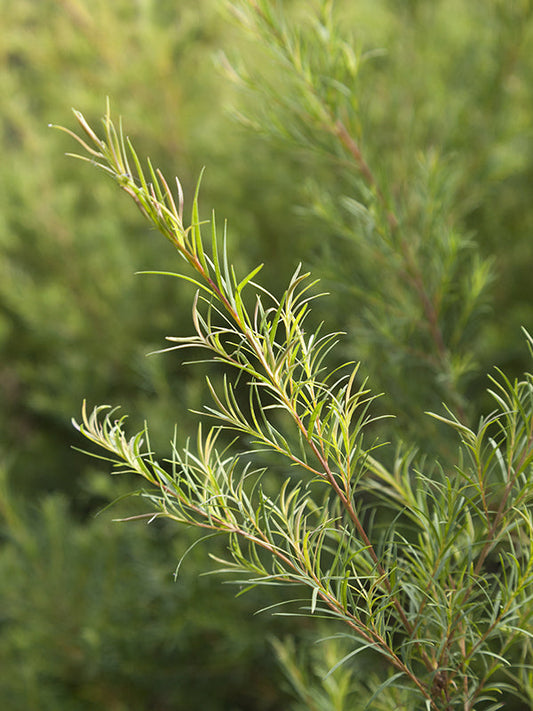 TEA TREE OIL (Essential Oil) 茶樹油 澳洲