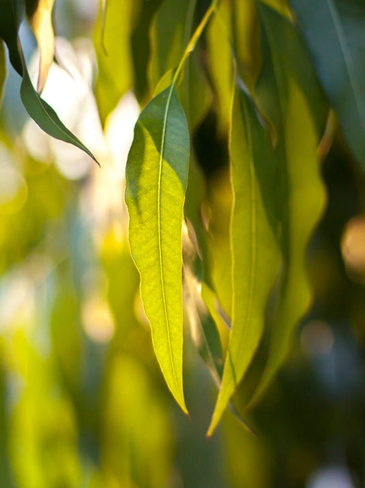 EUCALYPTUS GLOBULUS OIL (Essential Oil) 桉樹油