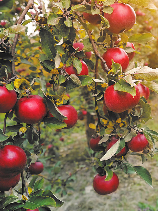 APPLE BASE 蘋果基底油