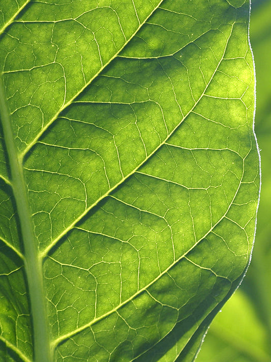 GREEN BASE 綠色植物基底油