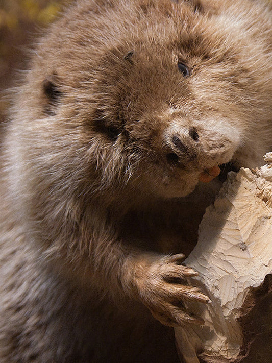 BEAVER BASE 海狸基底油