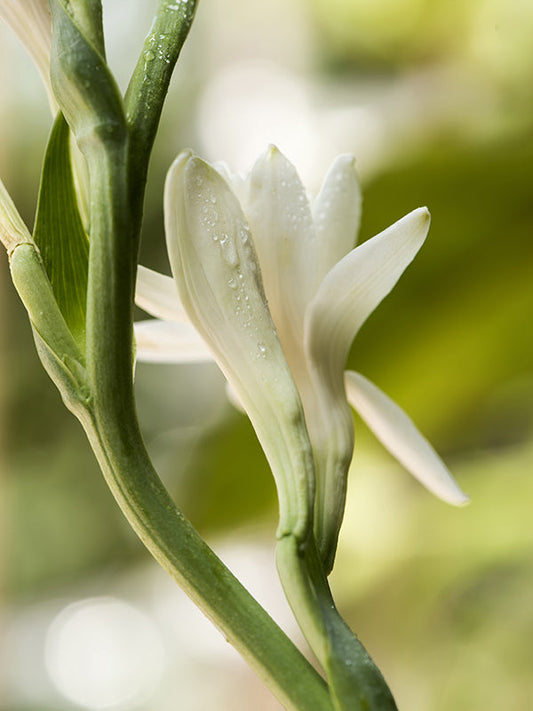 TUBEROSE BASE 晚香玉基底油