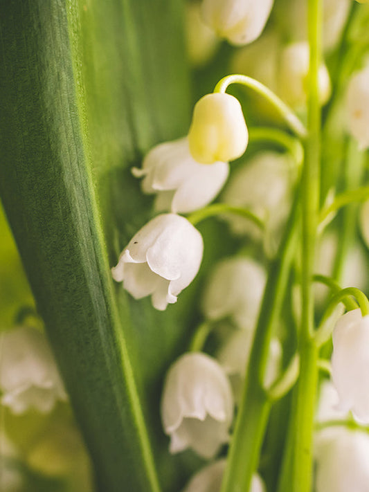 MUGUET BASE 鈴蘭基底油