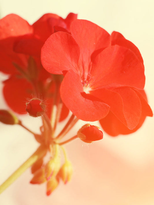 GERANIUM BASE 天竺葵基底油