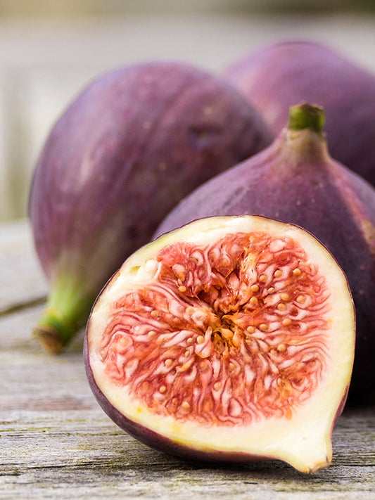 FIG BASE 無花果基底油