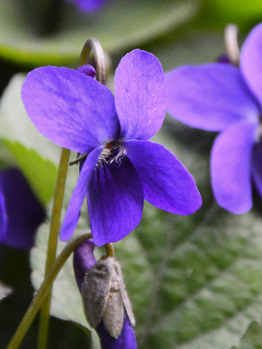 VIOLET BASE 紫羅蘭基底油