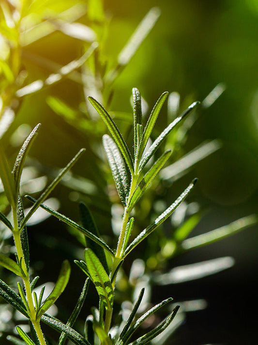 ROSEMARY BASE 迷迭香基底油