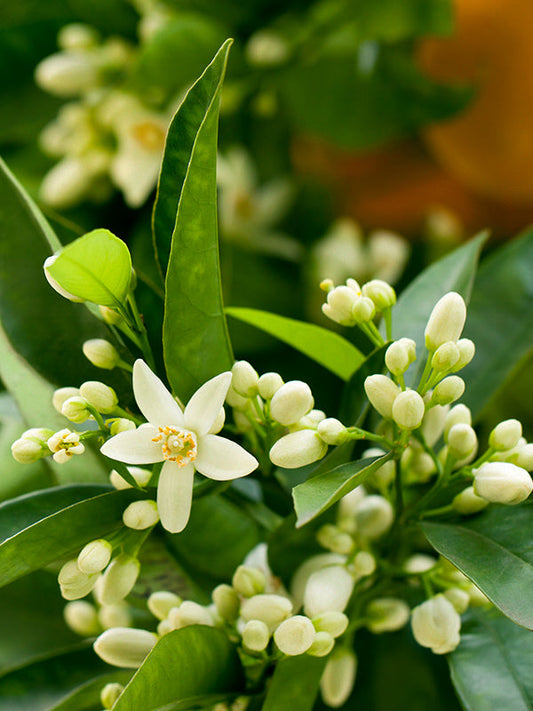 ORANGE BLOSSOM BASE 橙花基底油