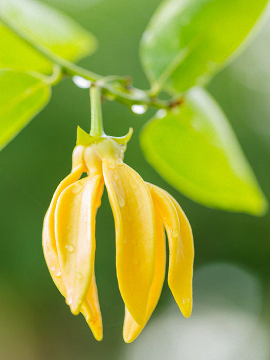 YLANG YLANG OIL (Essential Oil) 天然依蘭精油