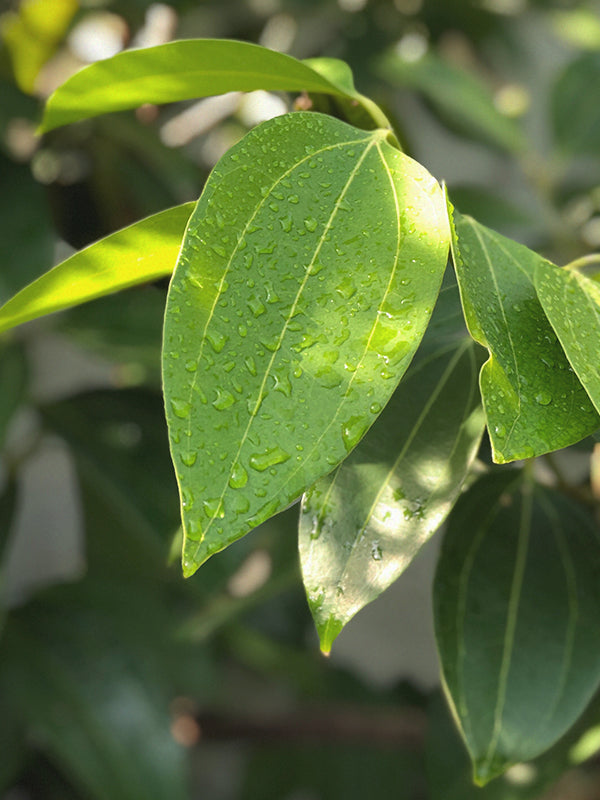 CINNAMON LEAF OIL CEYLON (Essential Oil) 肉桂葉油